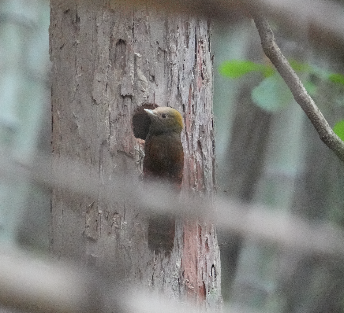 Pale-headed Woodpecker - Zhongyu Wang