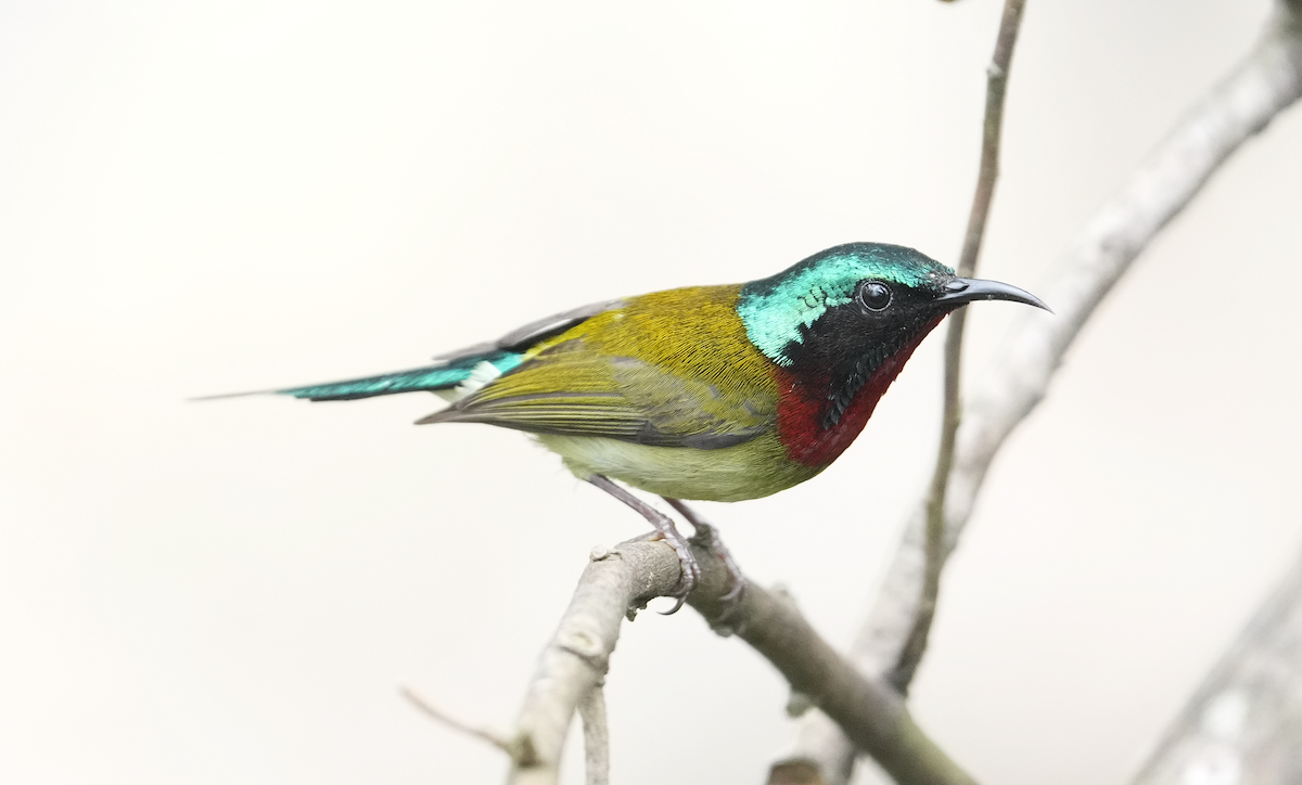 Fork-tailed Sunbird (Fork-tailed) - Zhongyu Wang
