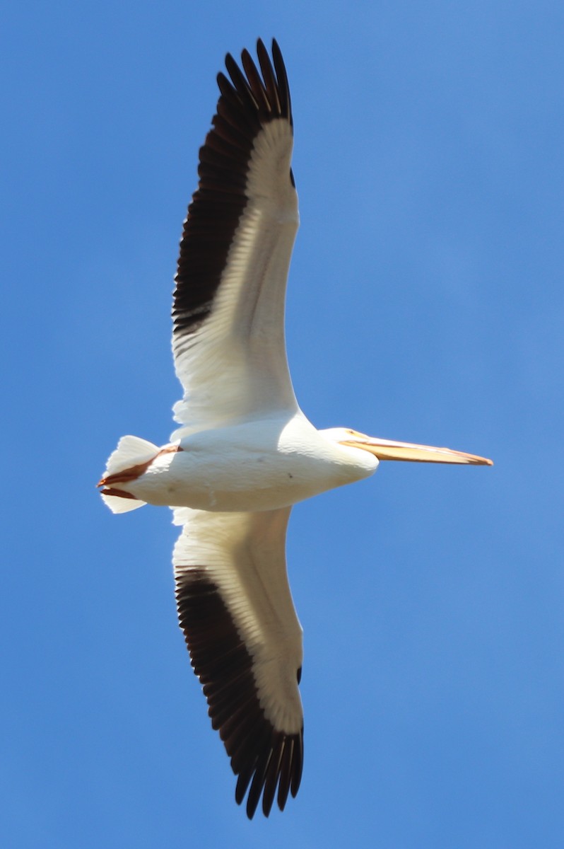 American White Pelican - ML616604935