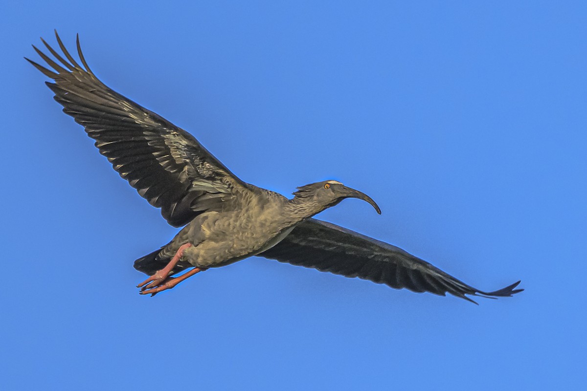 ibis běločelý - ML616604985