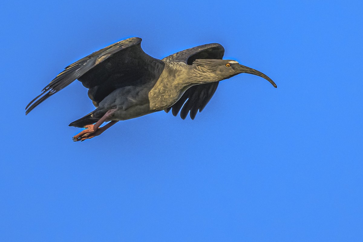 ibis běločelý - ML616604986