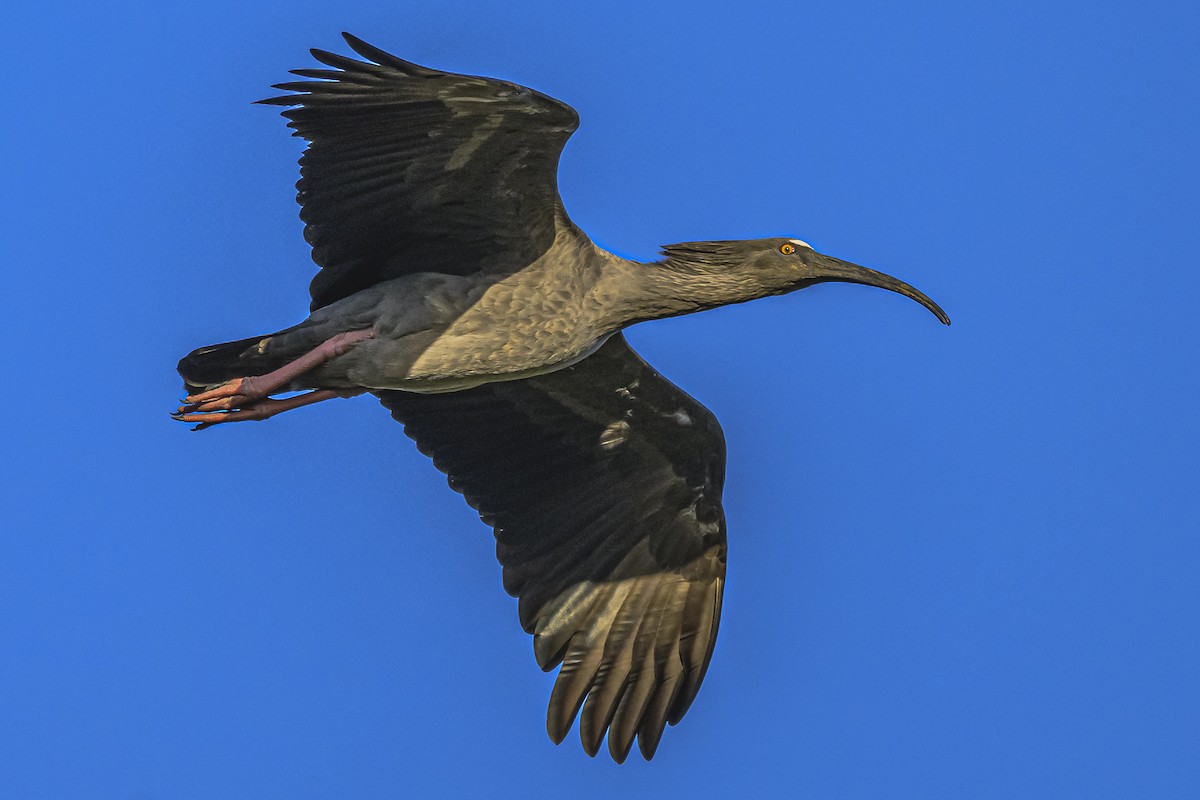 ibis běločelý - ML616604989