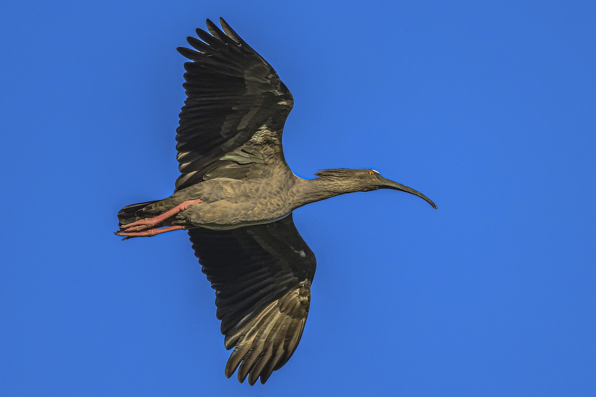 ibis běločelý - ML616604991