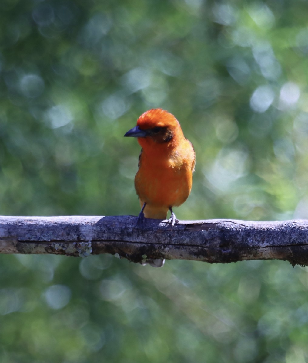 Flame-colored Tanager - ML616604995