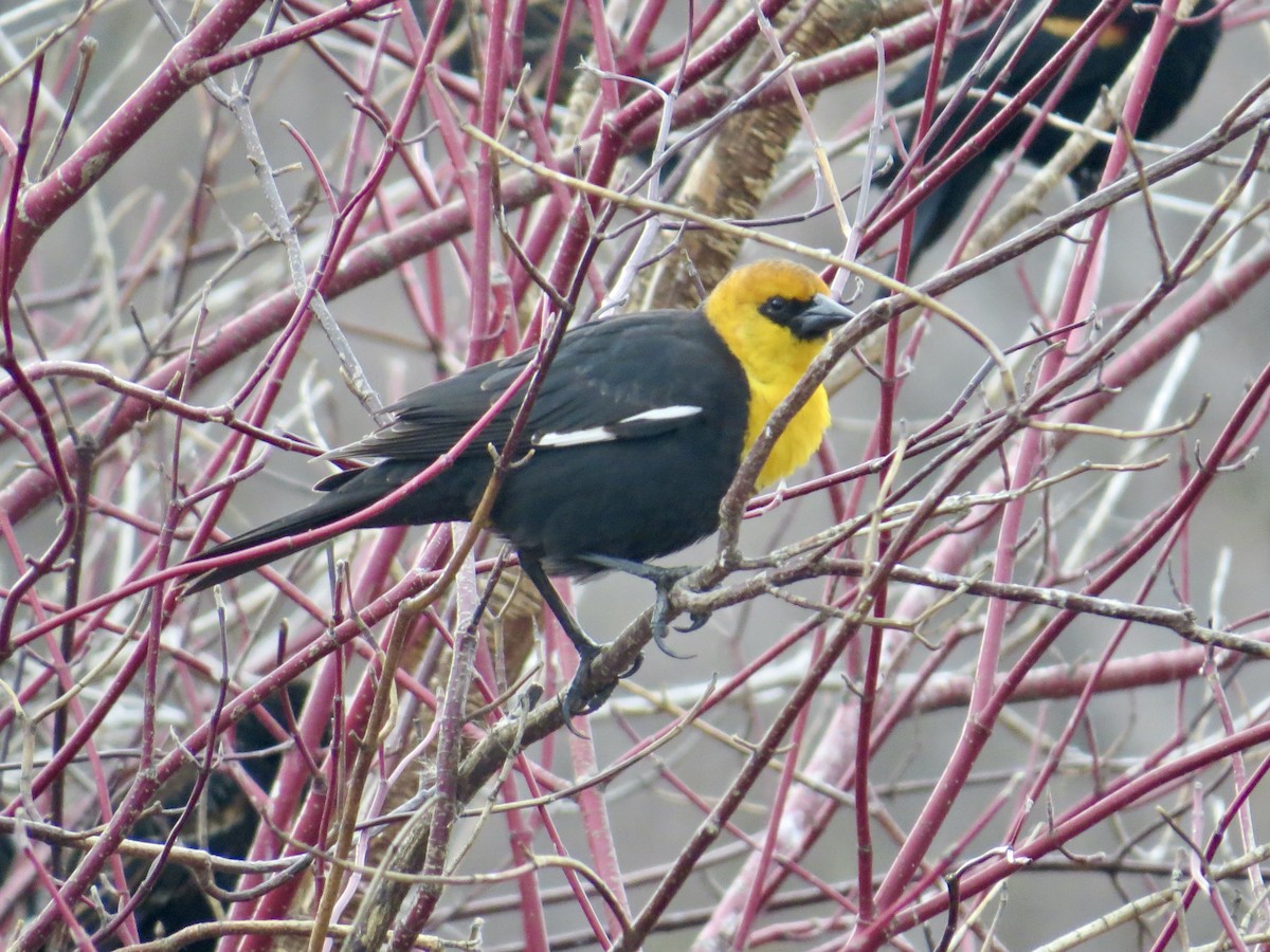 Yellow-headed Blackbird - Sandy Proulx