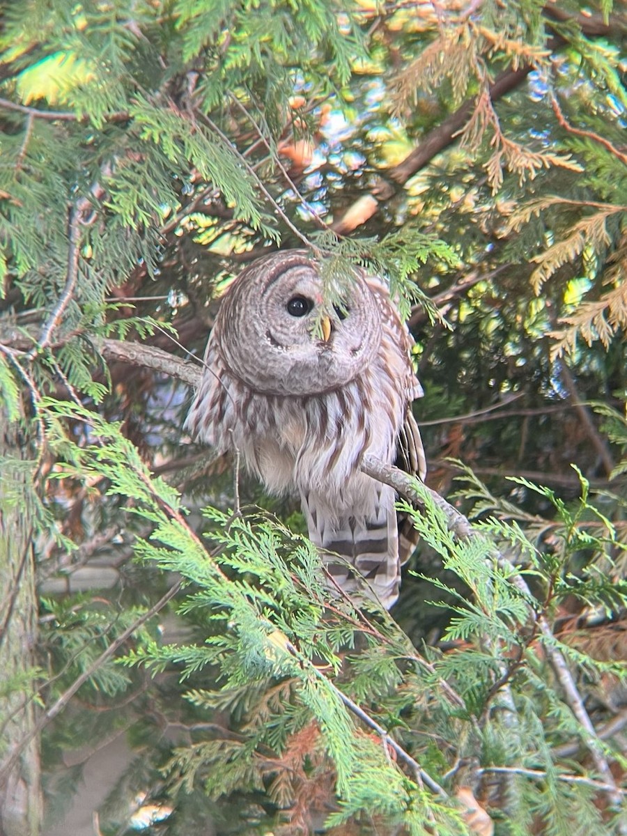 Barred Owl - ML616605089