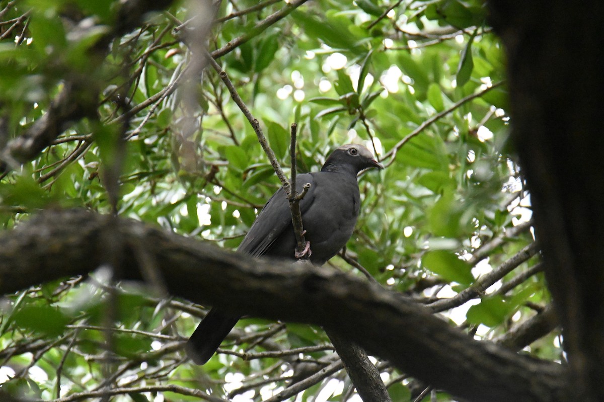 White-crowned Pigeon - ML616605151