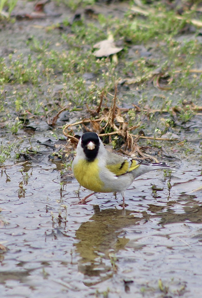Lawrence's Goldfinch - ML616605155