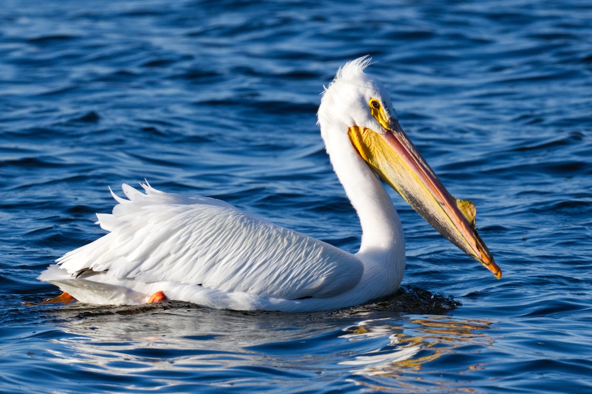 American White Pelican - Tom Scheidt