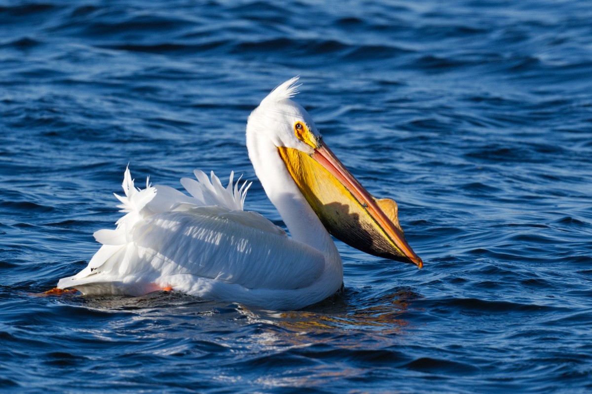 American White Pelican - Tom Scheidt