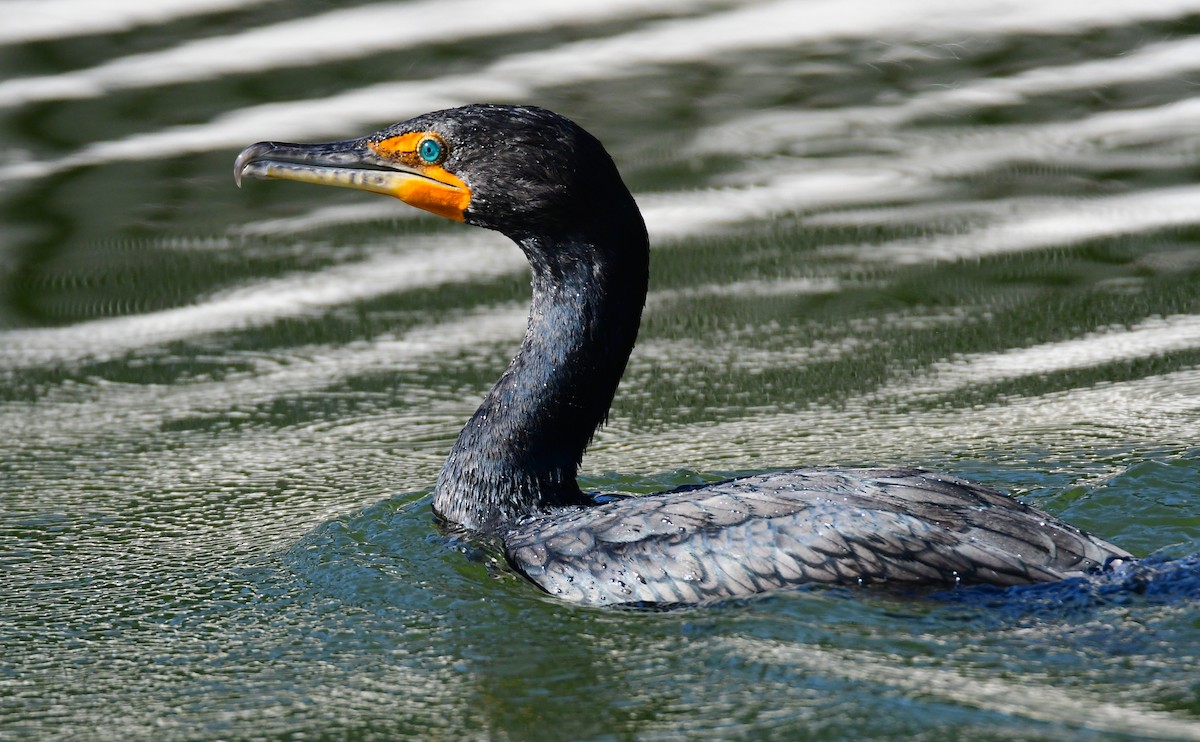 Double-crested Cormorant - Chaiby Leiman