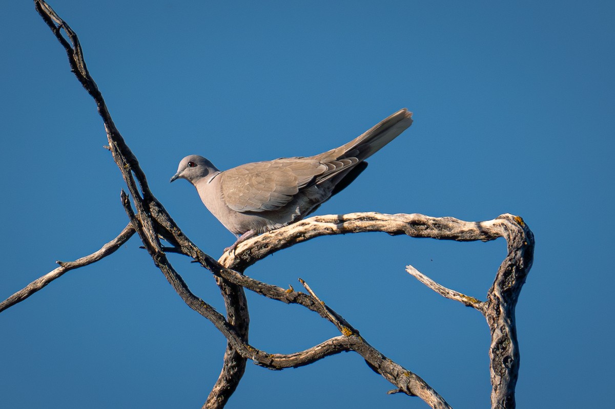 Eurasian Collared-Dove - ML616605192