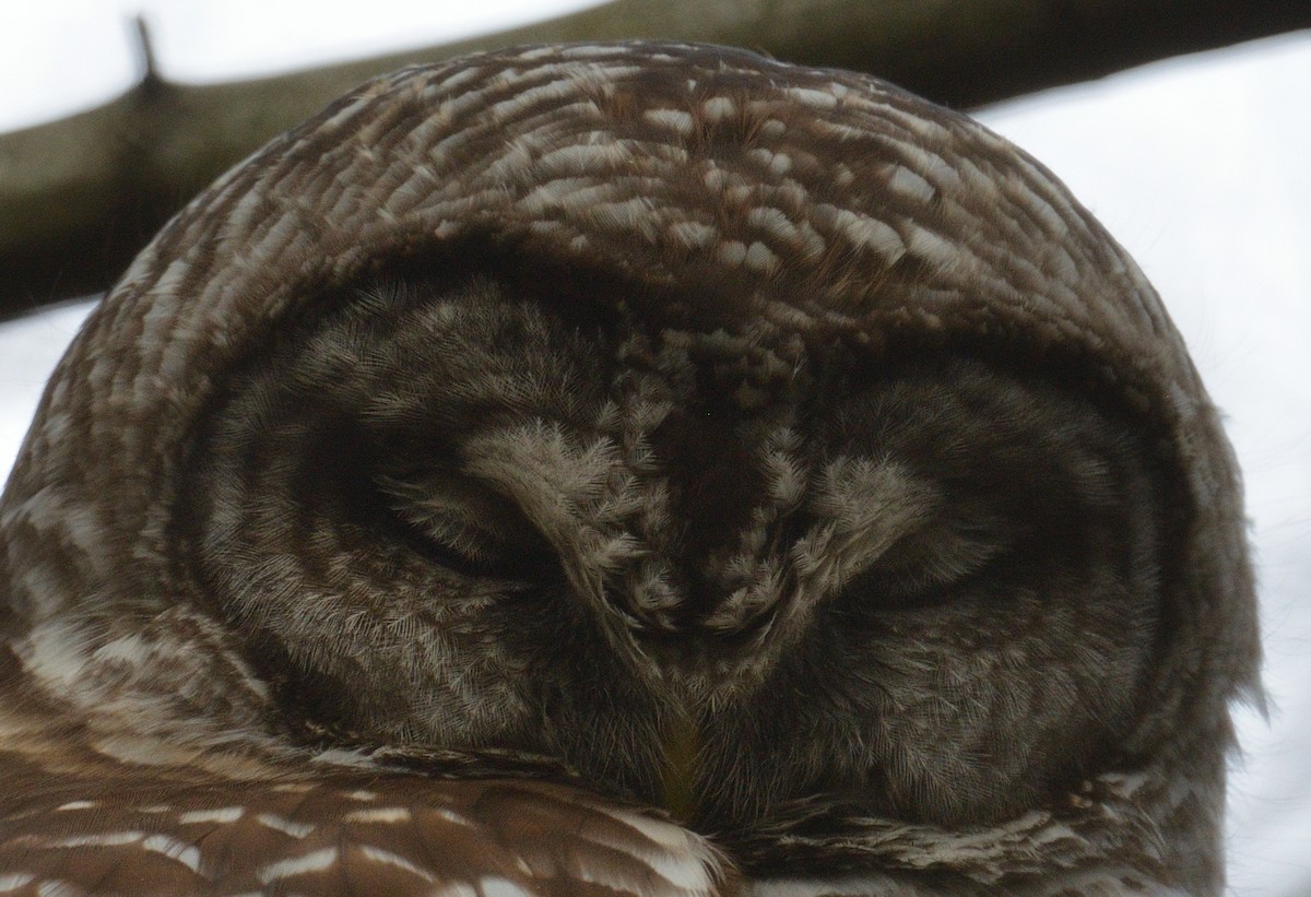 Barred Owl - ML616605213