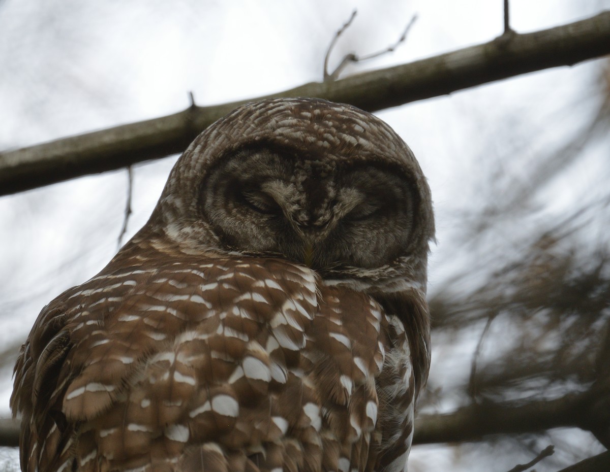 Barred Owl - ML616605214