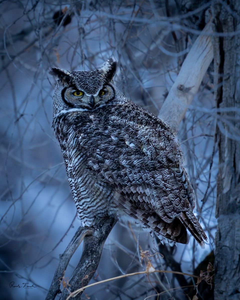Great Horned Owl - ML616605217