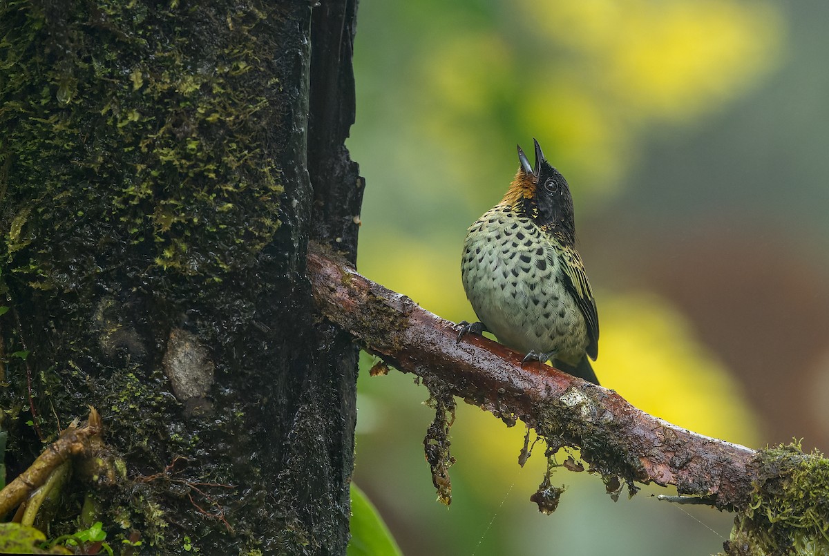 Rufous-throated Tanager - ML616605229