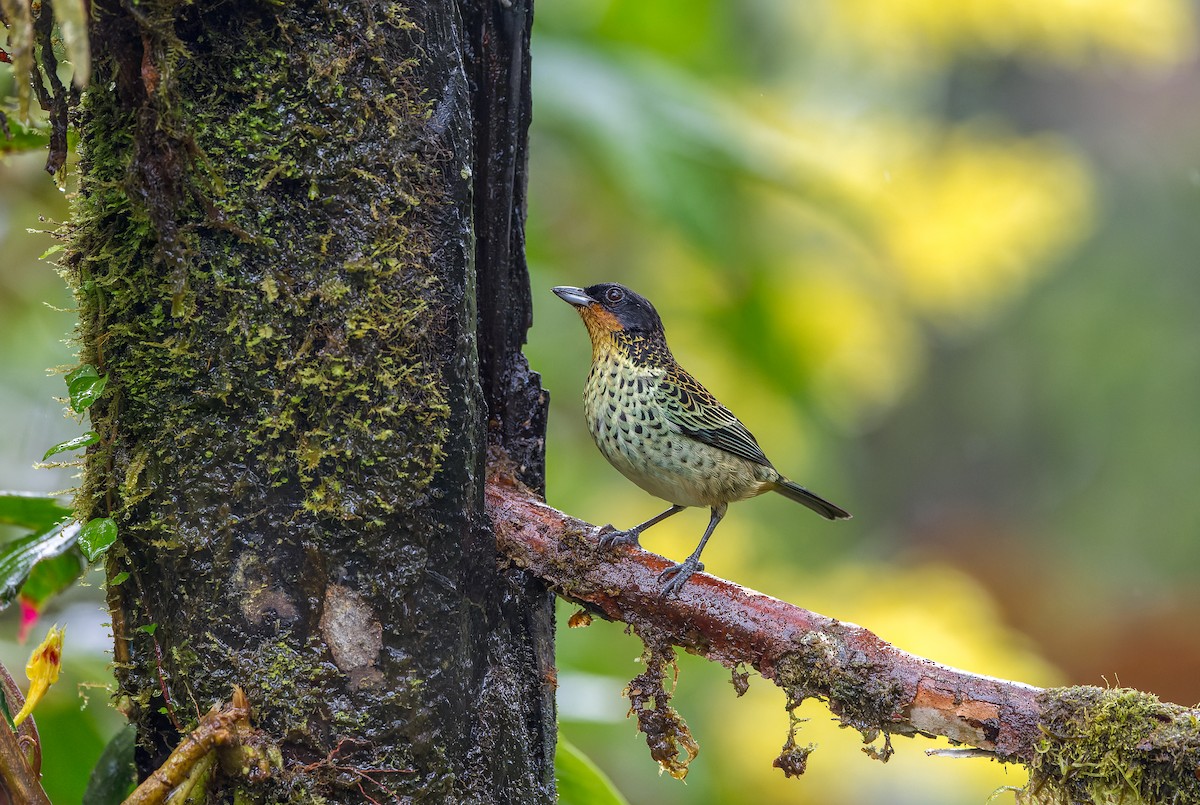 Rufous-throated Tanager - ML616605234