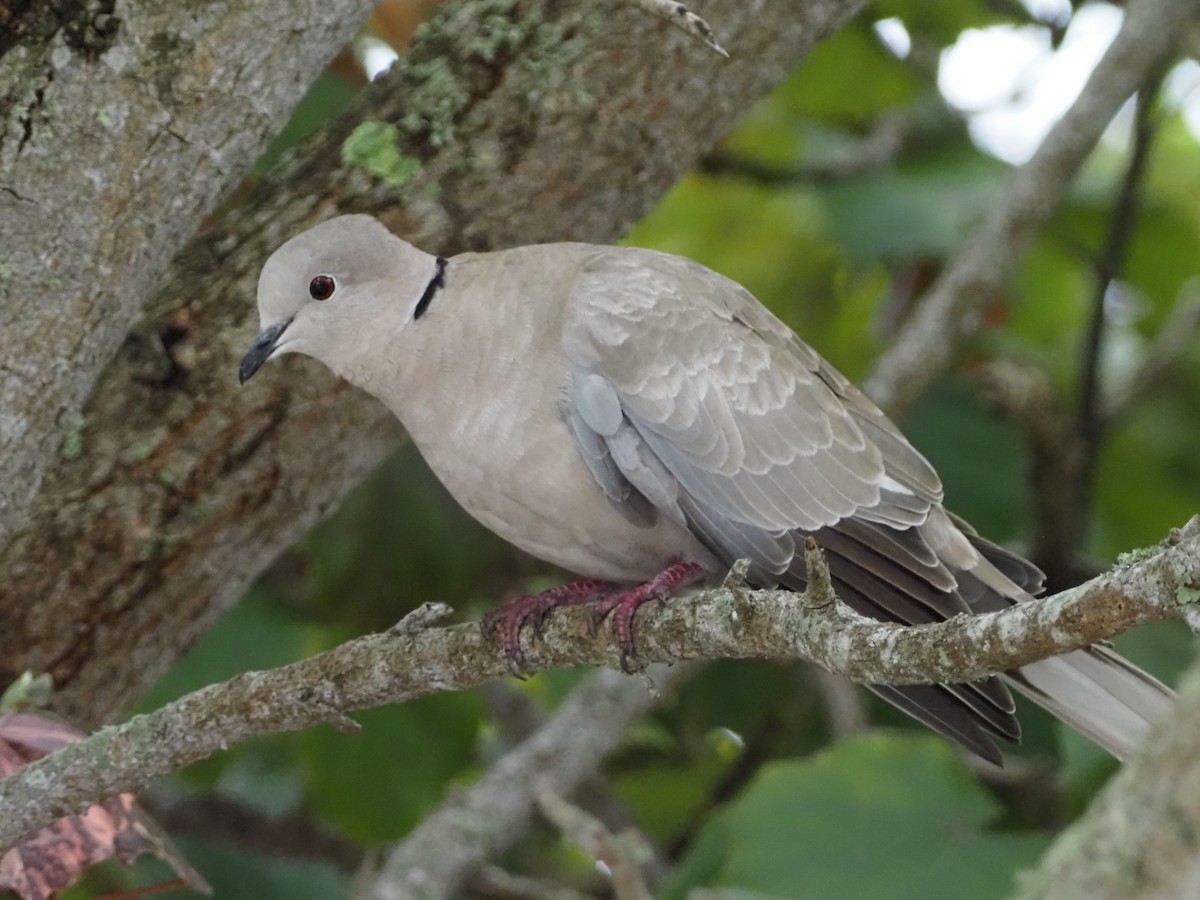 Eurasian Collared-Dove - David Zook