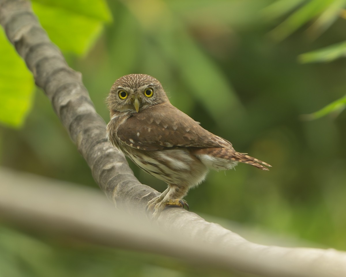 Colima Pygmy-Owl - ML616605248