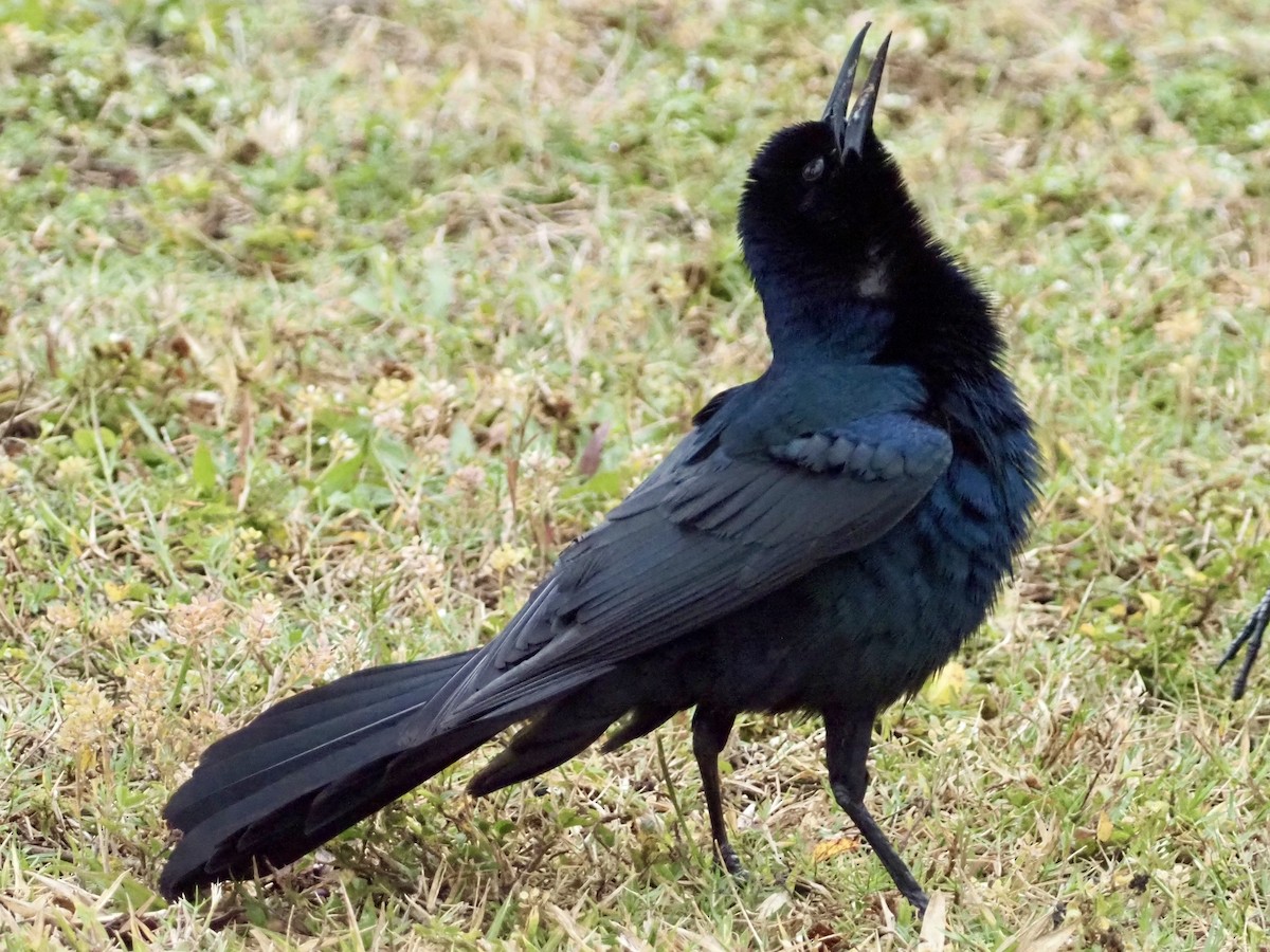 Boat-tailed Grackle - ML616605324
