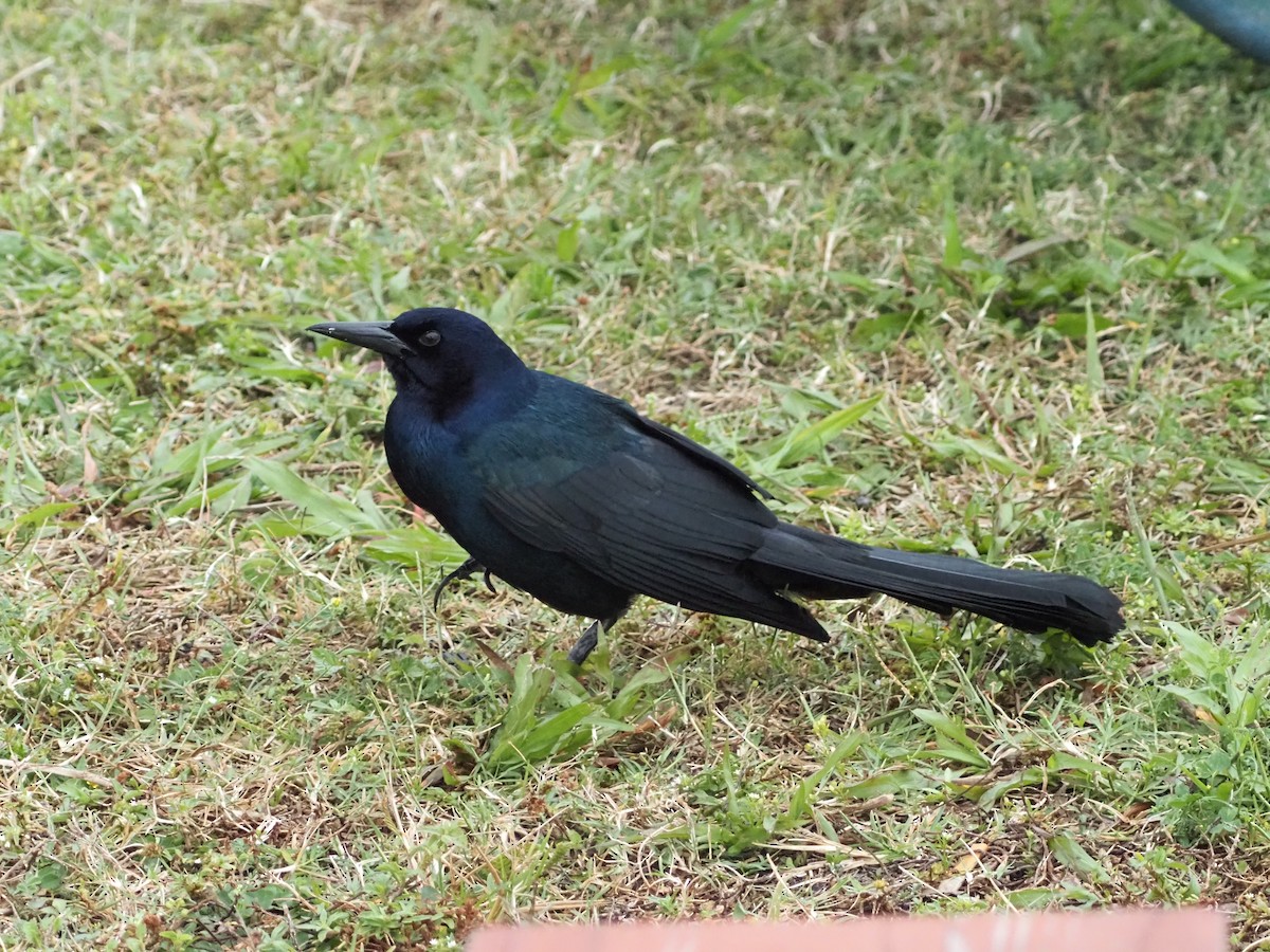 Boat-tailed Grackle - ML616605326