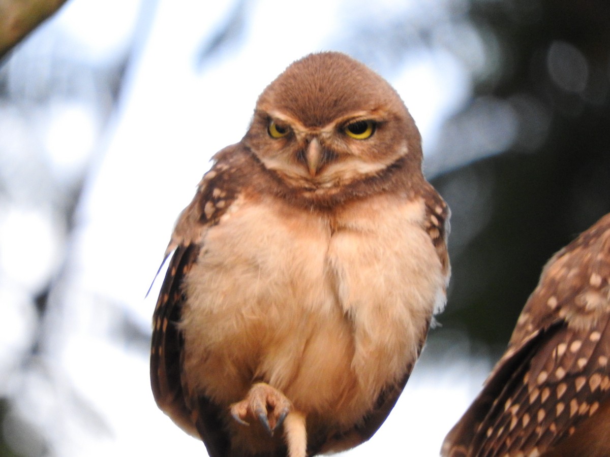 Burrowing Owl - ML616605350