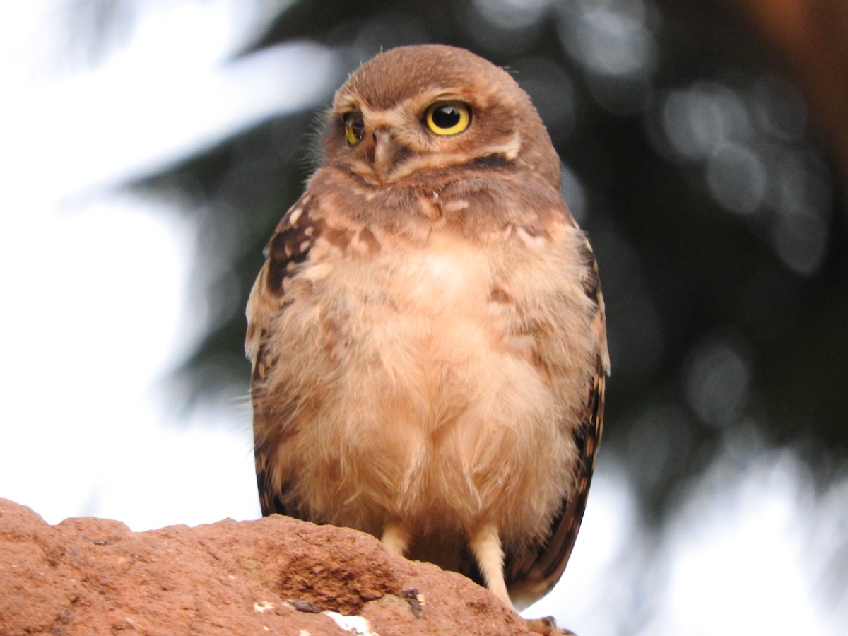 Burrowing Owl - ML616605351