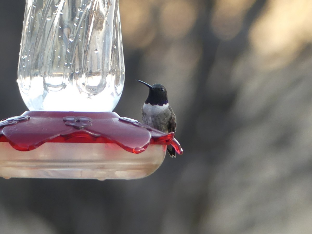 Black-chinned Hummingbird - ML616605370