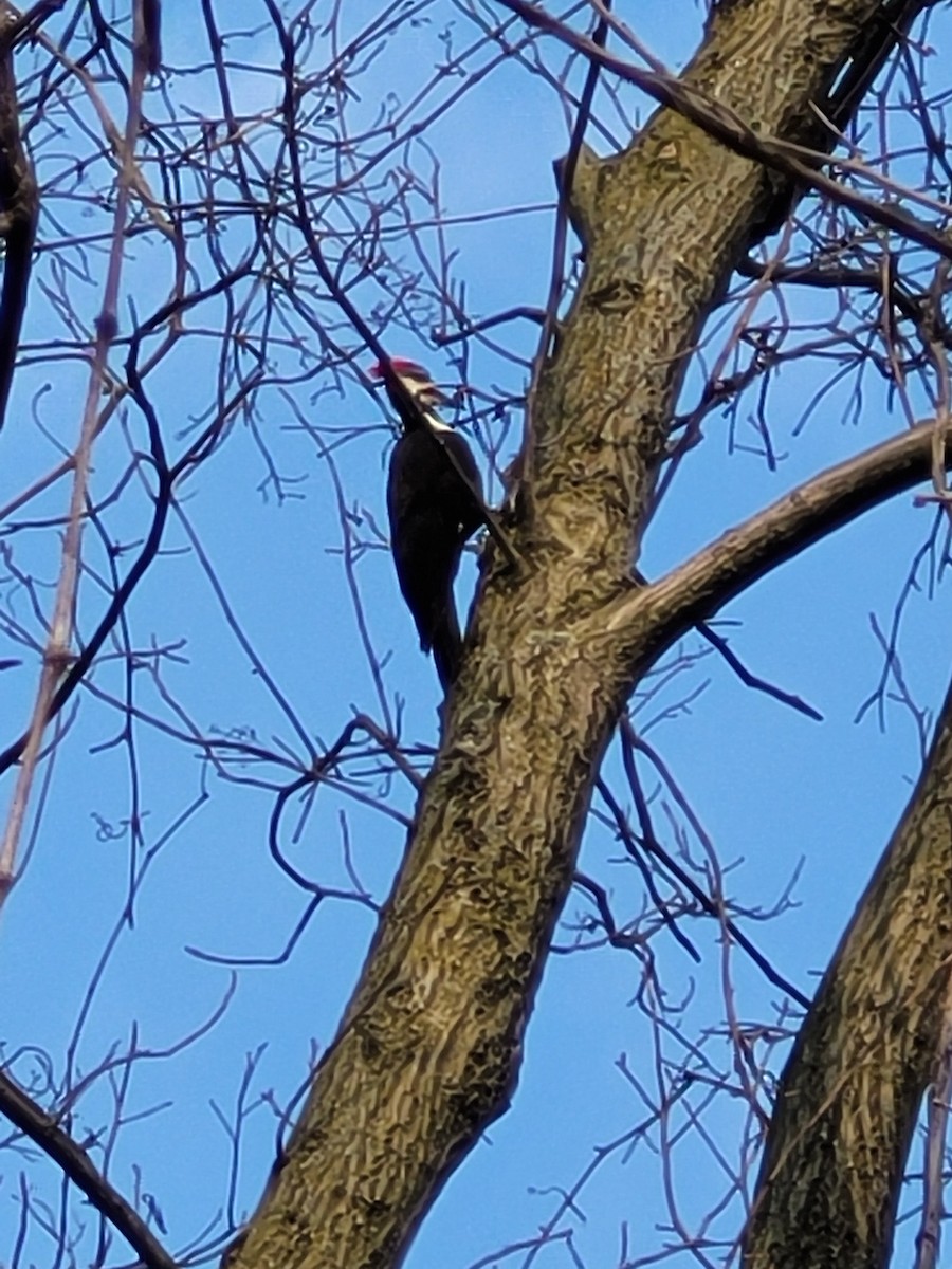 Pileated Woodpecker - David and  Dorothy