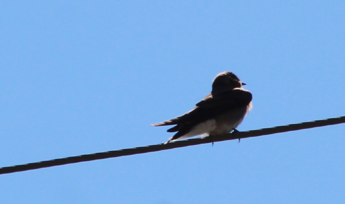 Northern Rough-winged Swallow - ML616605397