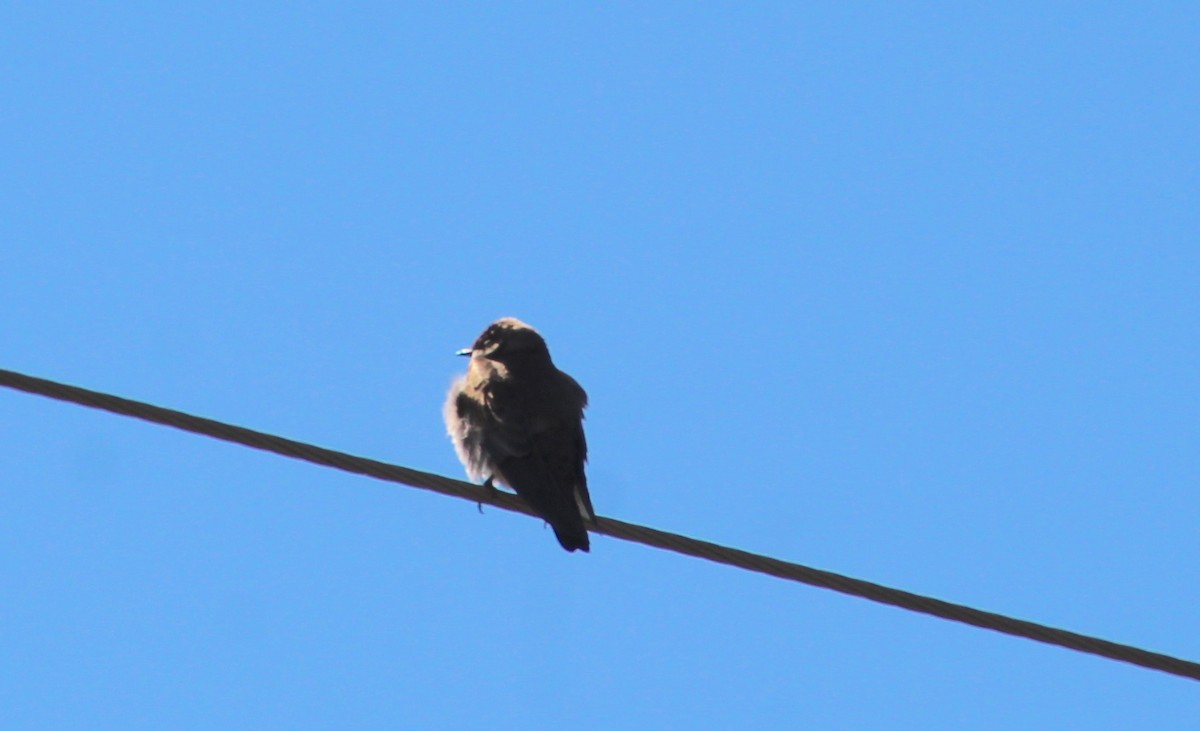Northern Rough-winged Swallow - ML616605399