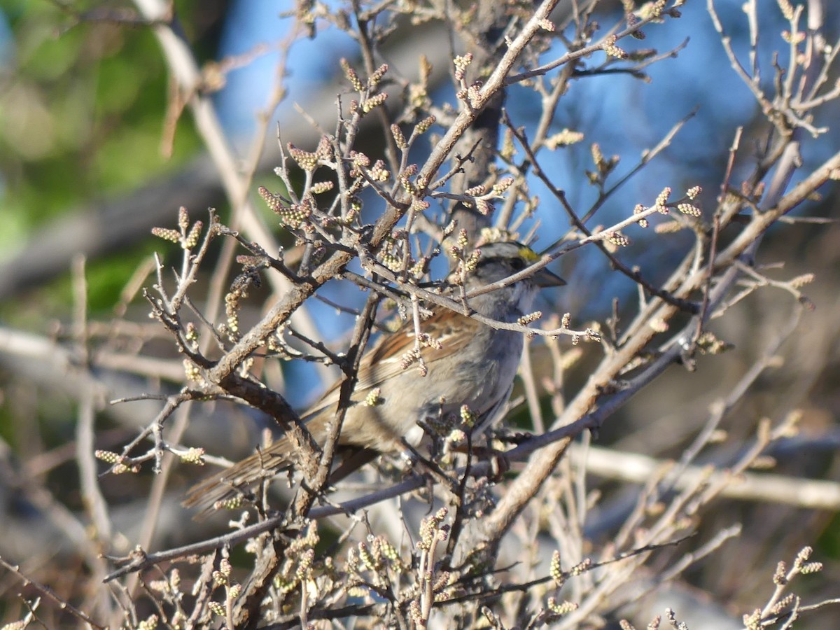 White-throated Sparrow - ML616605429