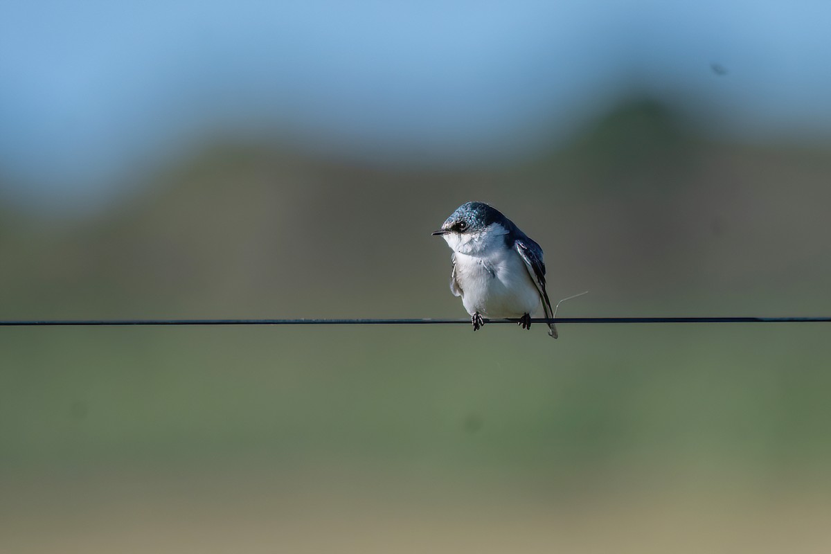 White-rumped Swallow - Raphael Kurz -  Aves do Sul