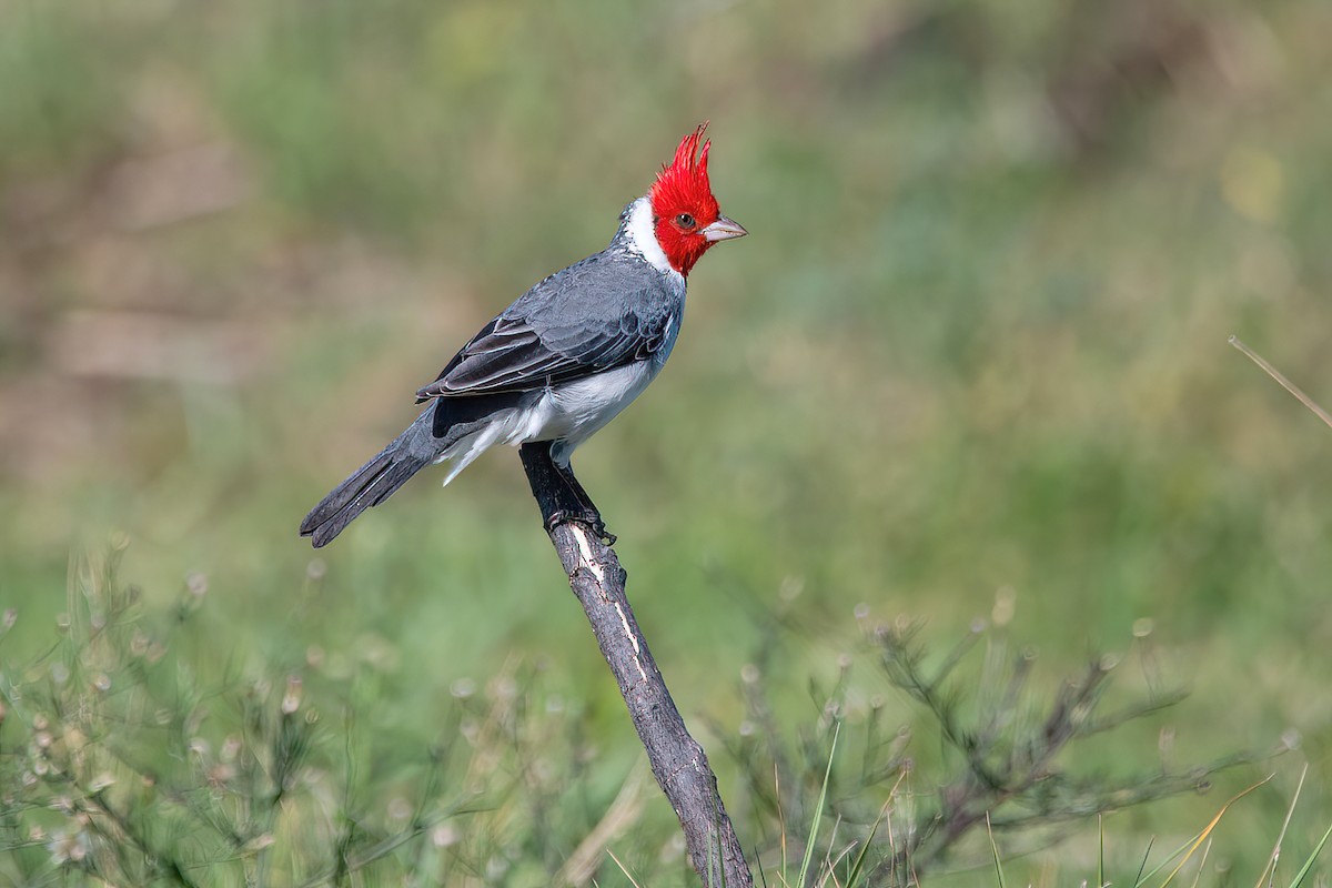Red-crested Cardinal - ML616605467