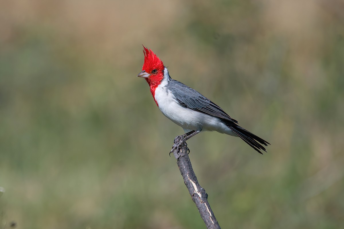 Red-crested Cardinal - Raphael Kurz -  Aves do Sul