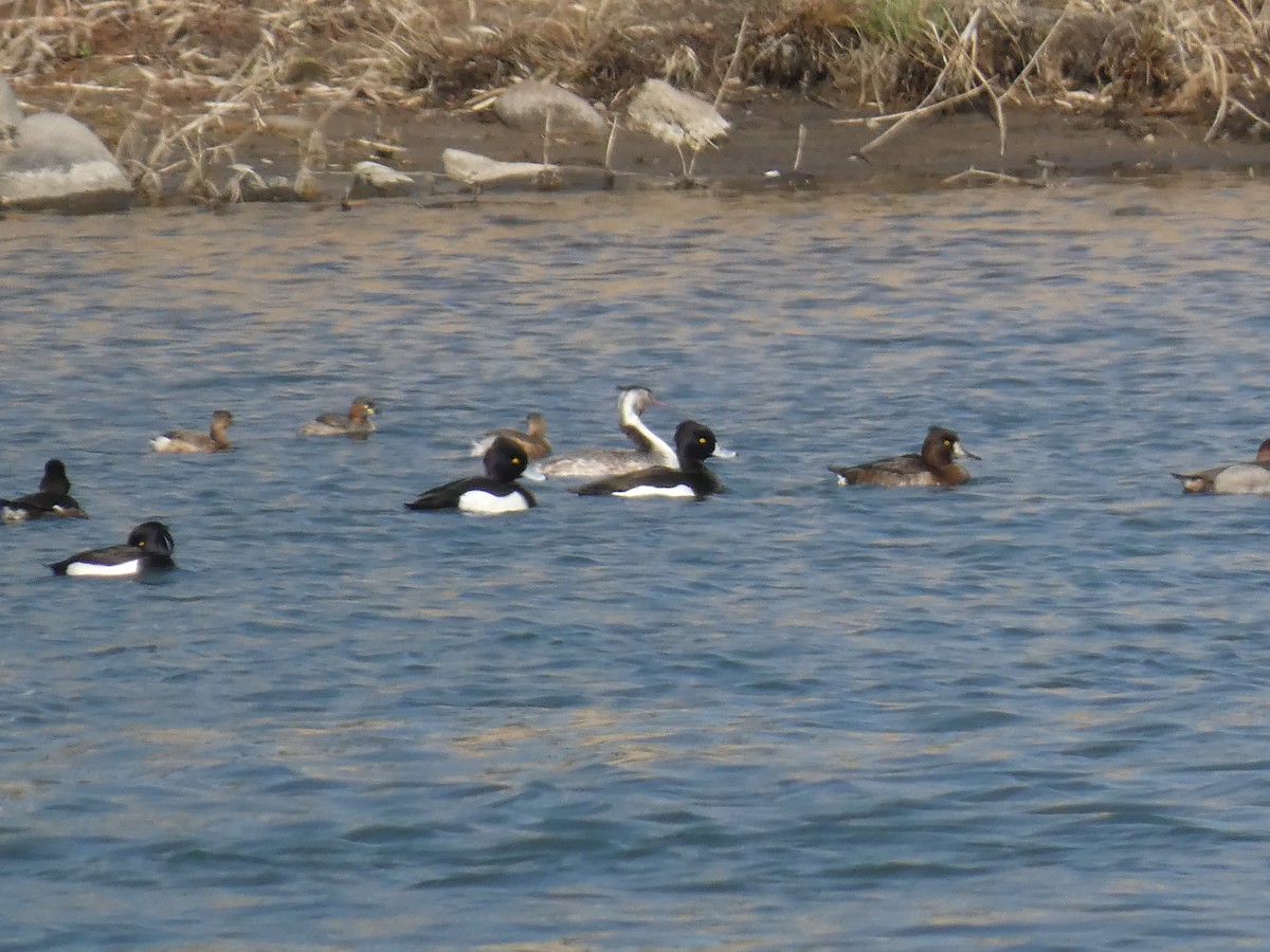 Tufted Duck - ML616605480