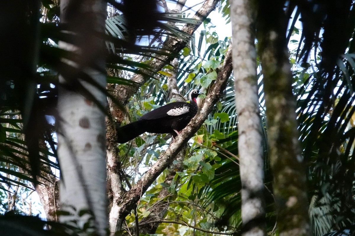 Black-fronted Piping-Guan - Toby Holmes