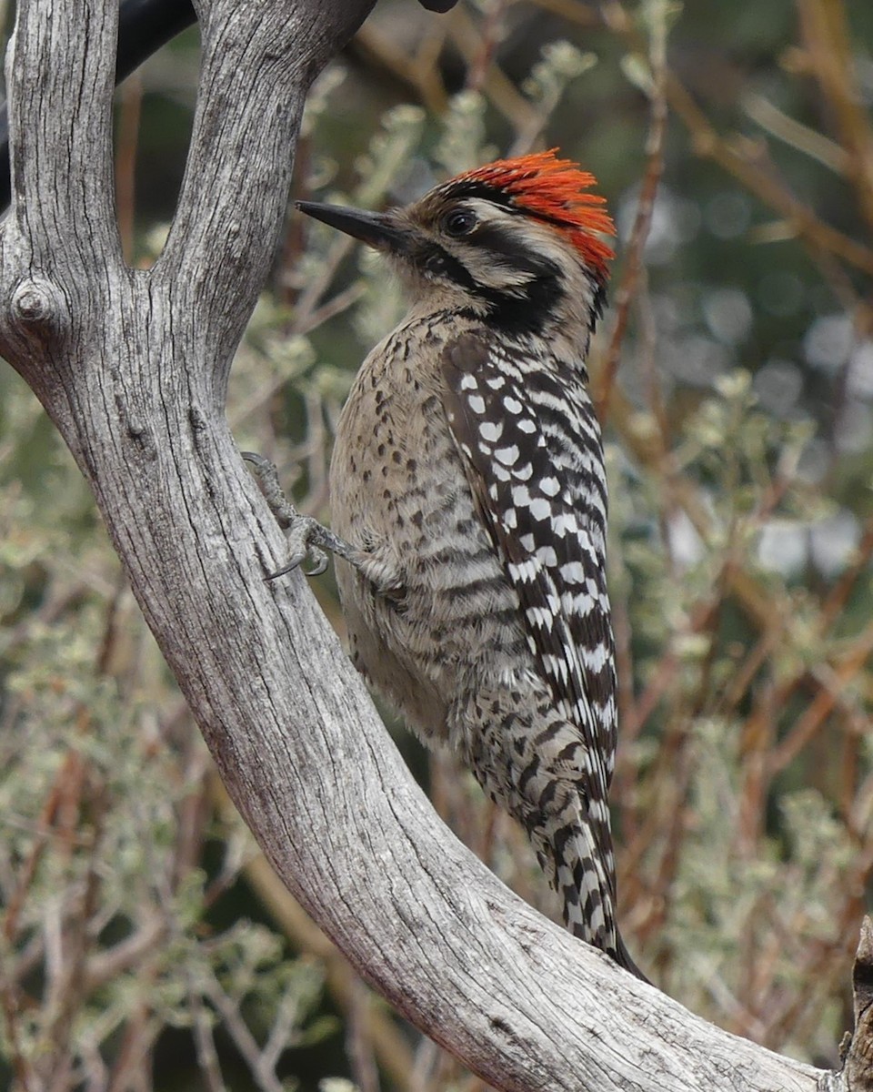 Ladder-backed Woodpecker - Ted Down