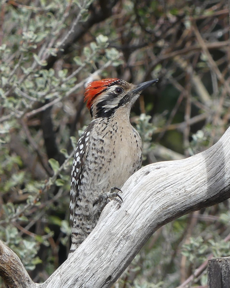 Ladder-backed Woodpecker - Ted Down