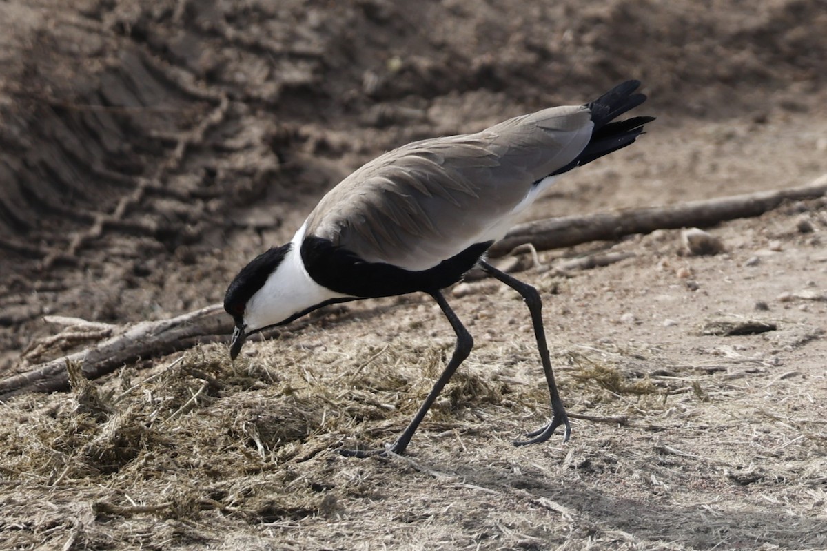 Spur-winged Lapwing - ML616605515