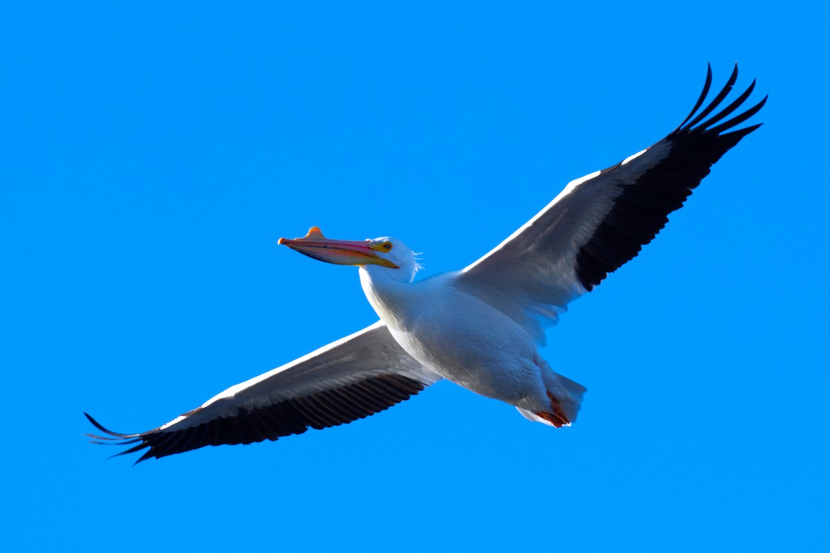 American White Pelican - ML616605518