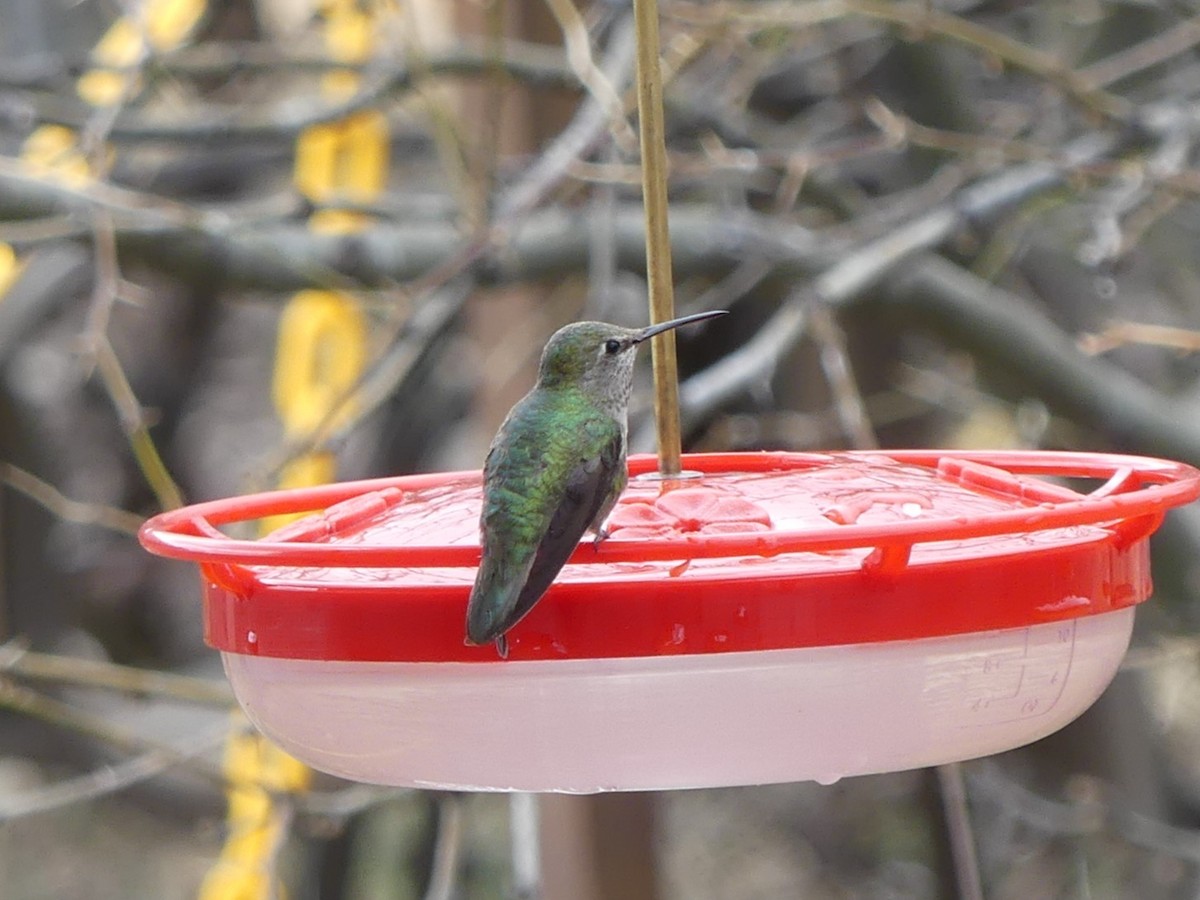 Black-chinned Hummingbird - ML616605527