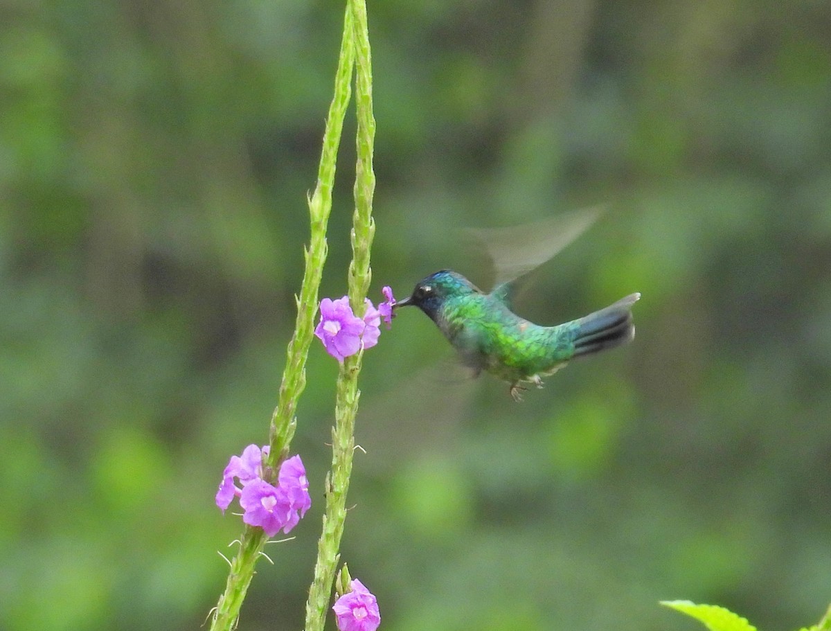 Violet-headed Hummingbird - ML616605529
