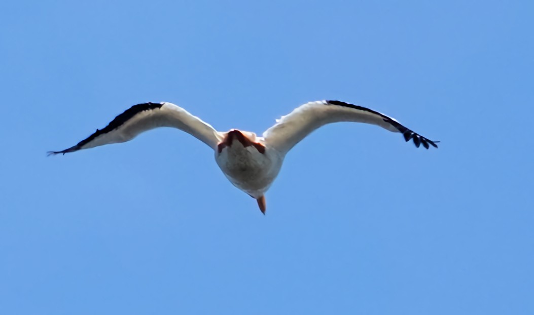 American White Pelican - Doug Wassmer