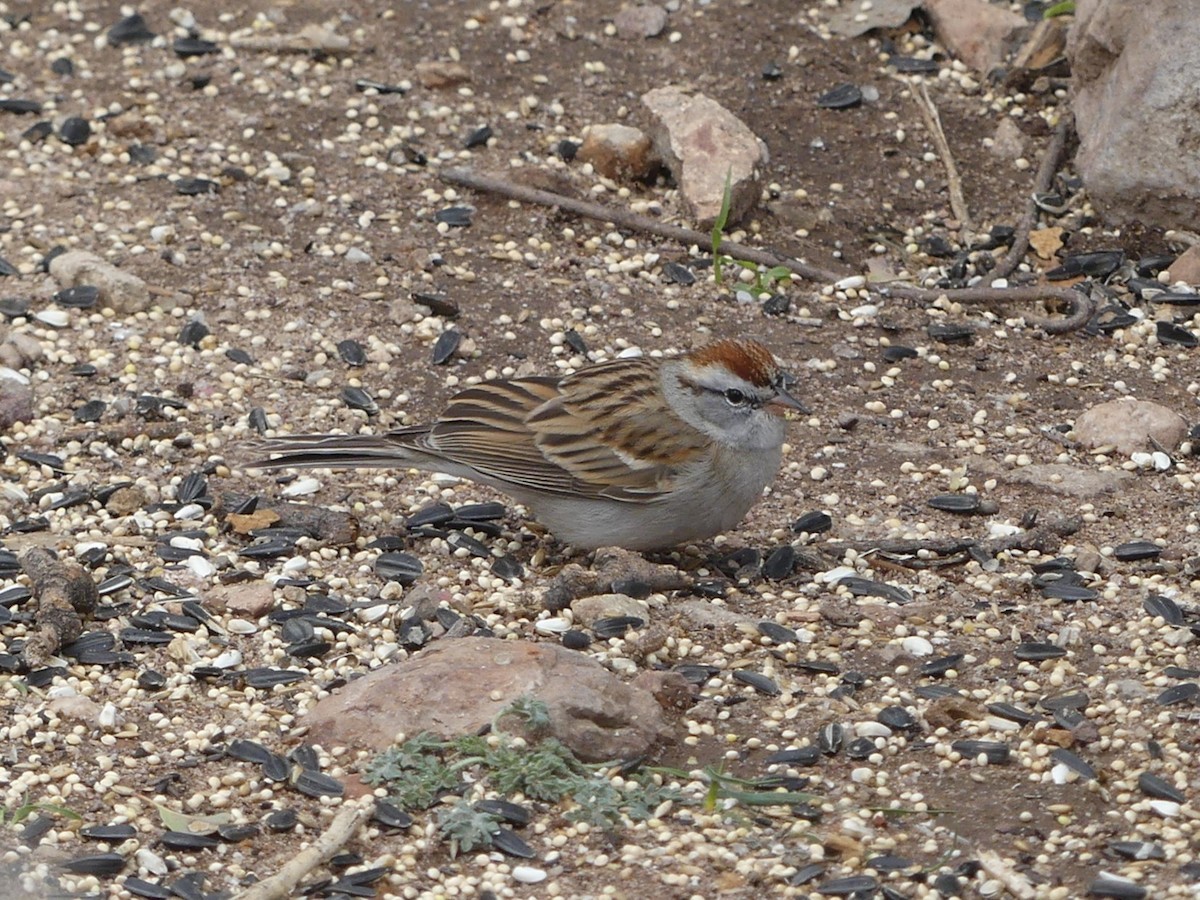 Chipping Sparrow - ML616605573