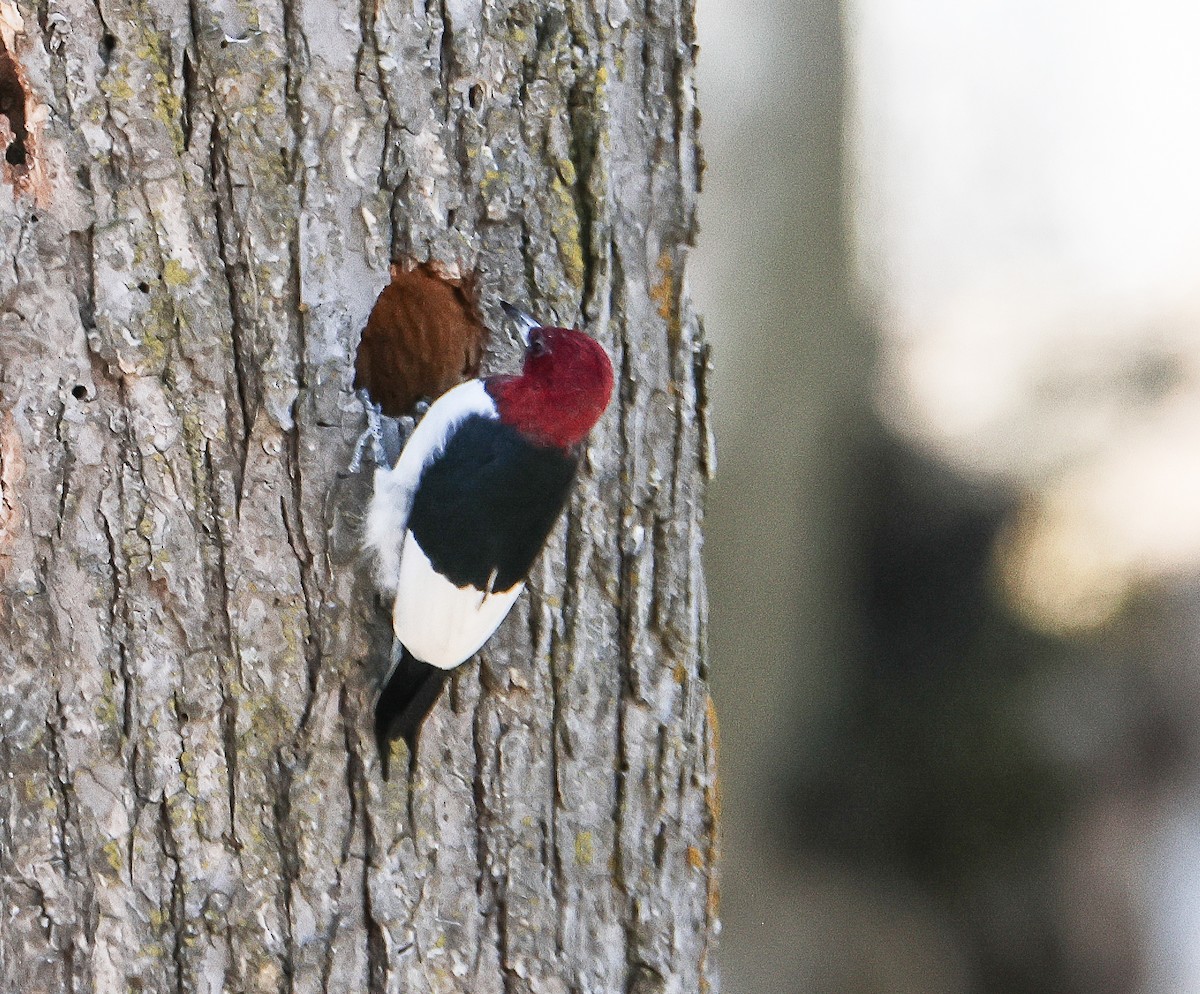 Red-headed Woodpecker - ML616605609