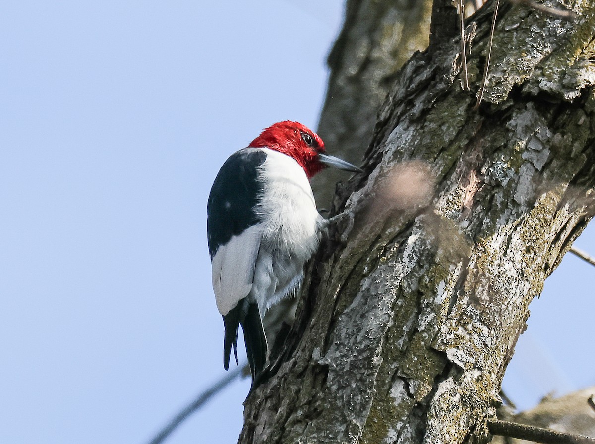 Red-headed Woodpecker - ML616605610
