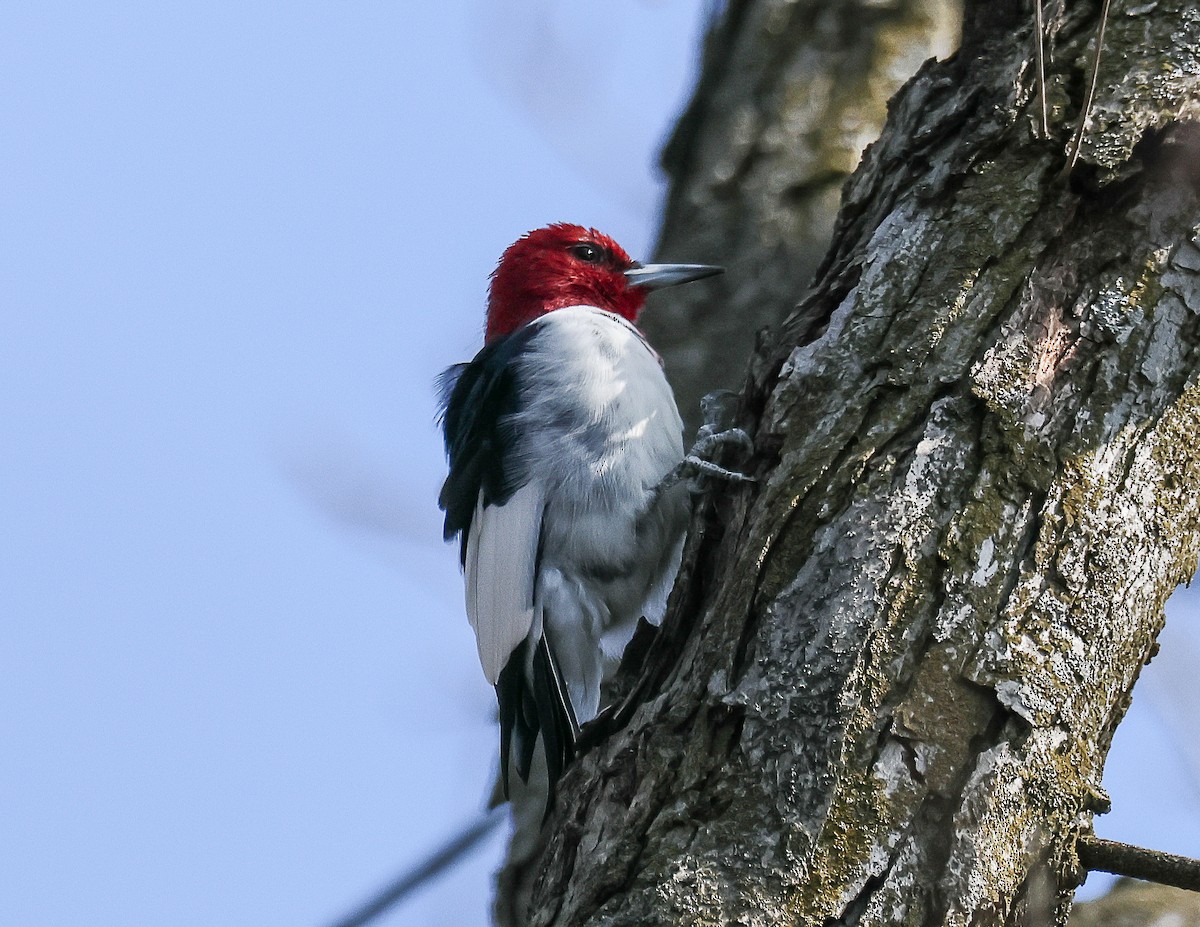 Red-headed Woodpecker - ML616605611