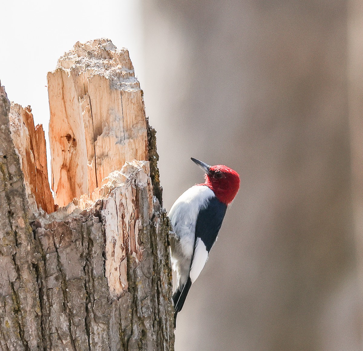 Red-headed Woodpecker - ML616605612