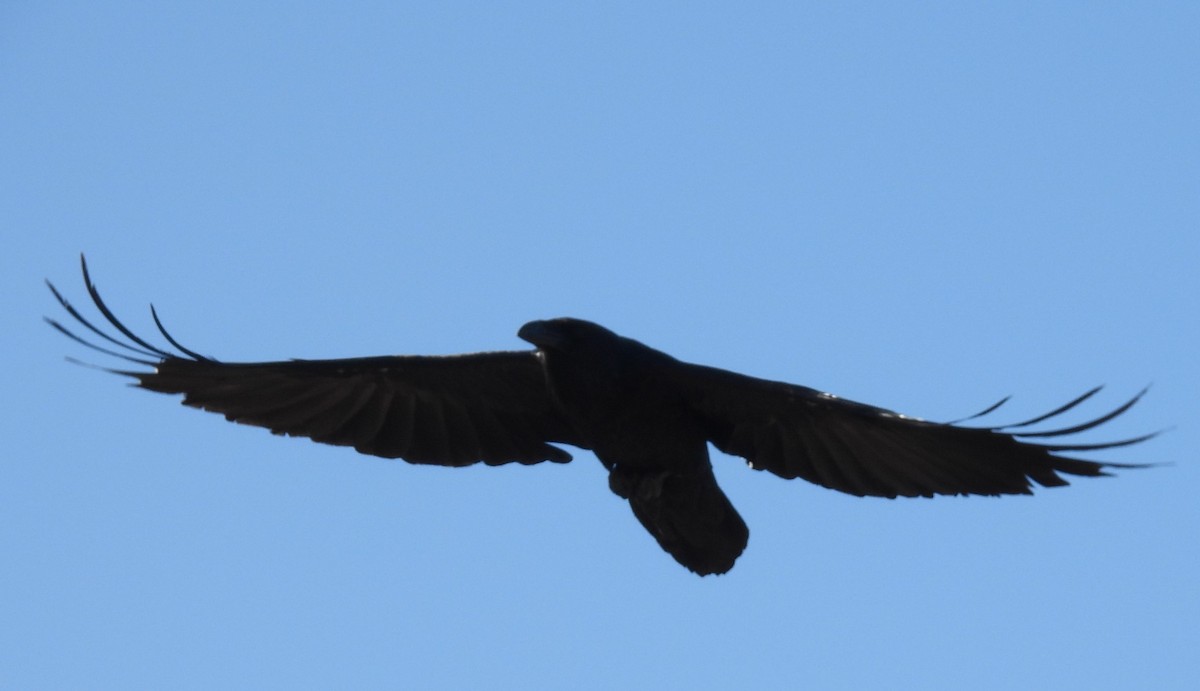 Common Raven - ML616605648